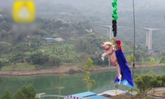 Công viên gây phẫn nộ khi để lợn nhảy bungee